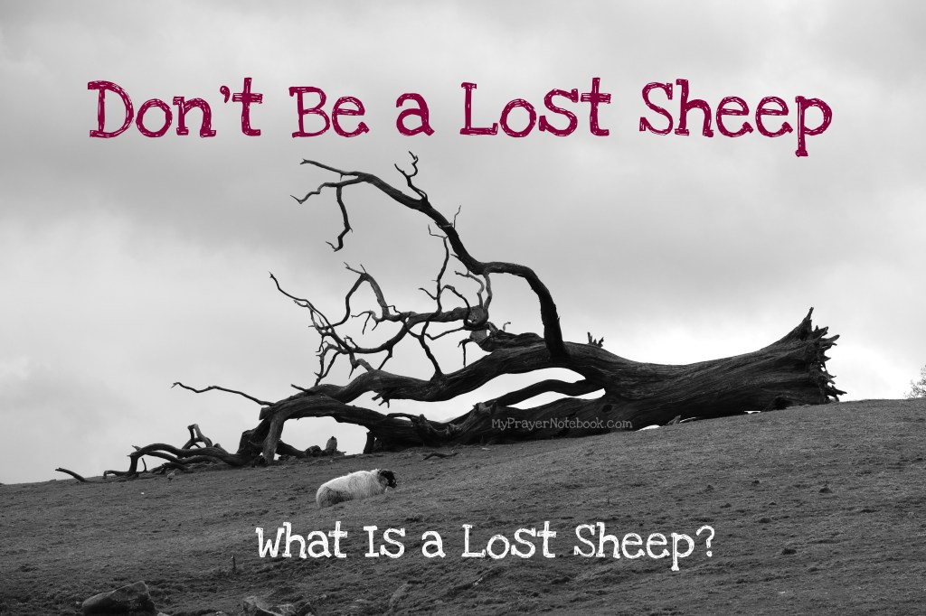 Don’t Be a Lost Sheep – What Is a Lost&nbsp;Sheep?