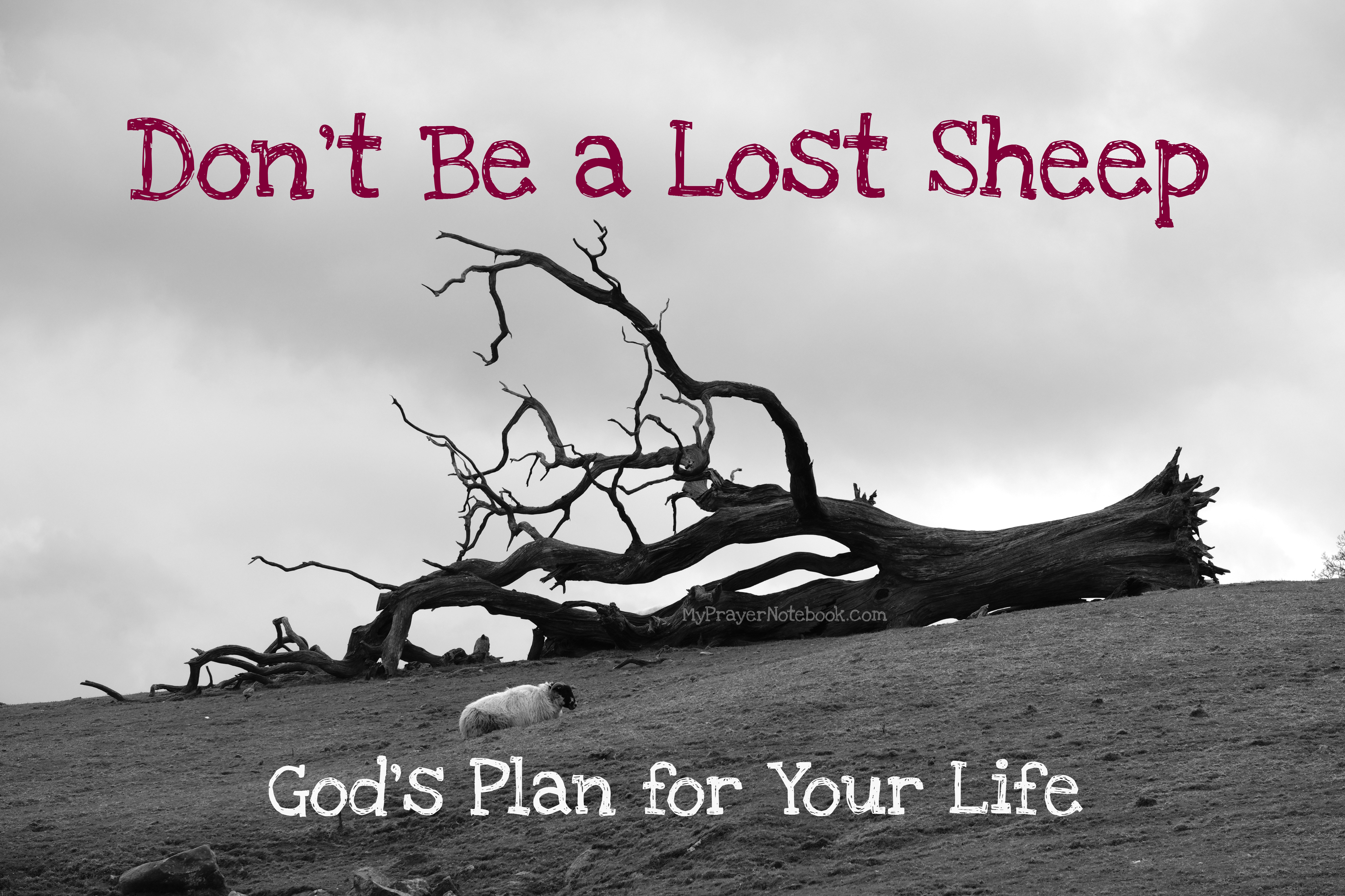 Don’t Be a Lost Sheep – Overview