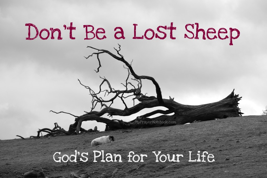 Don’t Be a Lost Sheep – God’s Plan (part&nbsp;2)