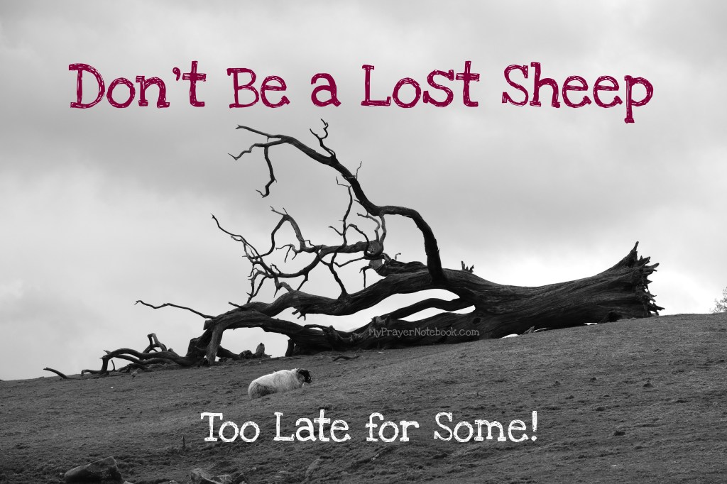 Don’t Be a Lost Sheep – Too Late for&nbsp;Some!